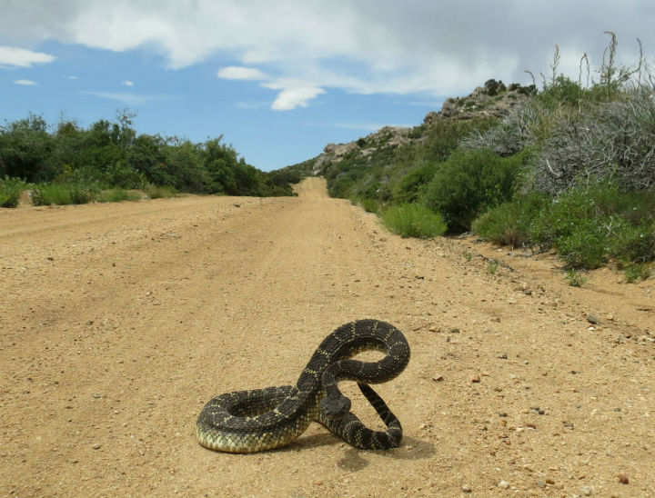 Arizona Black Rattlesnake